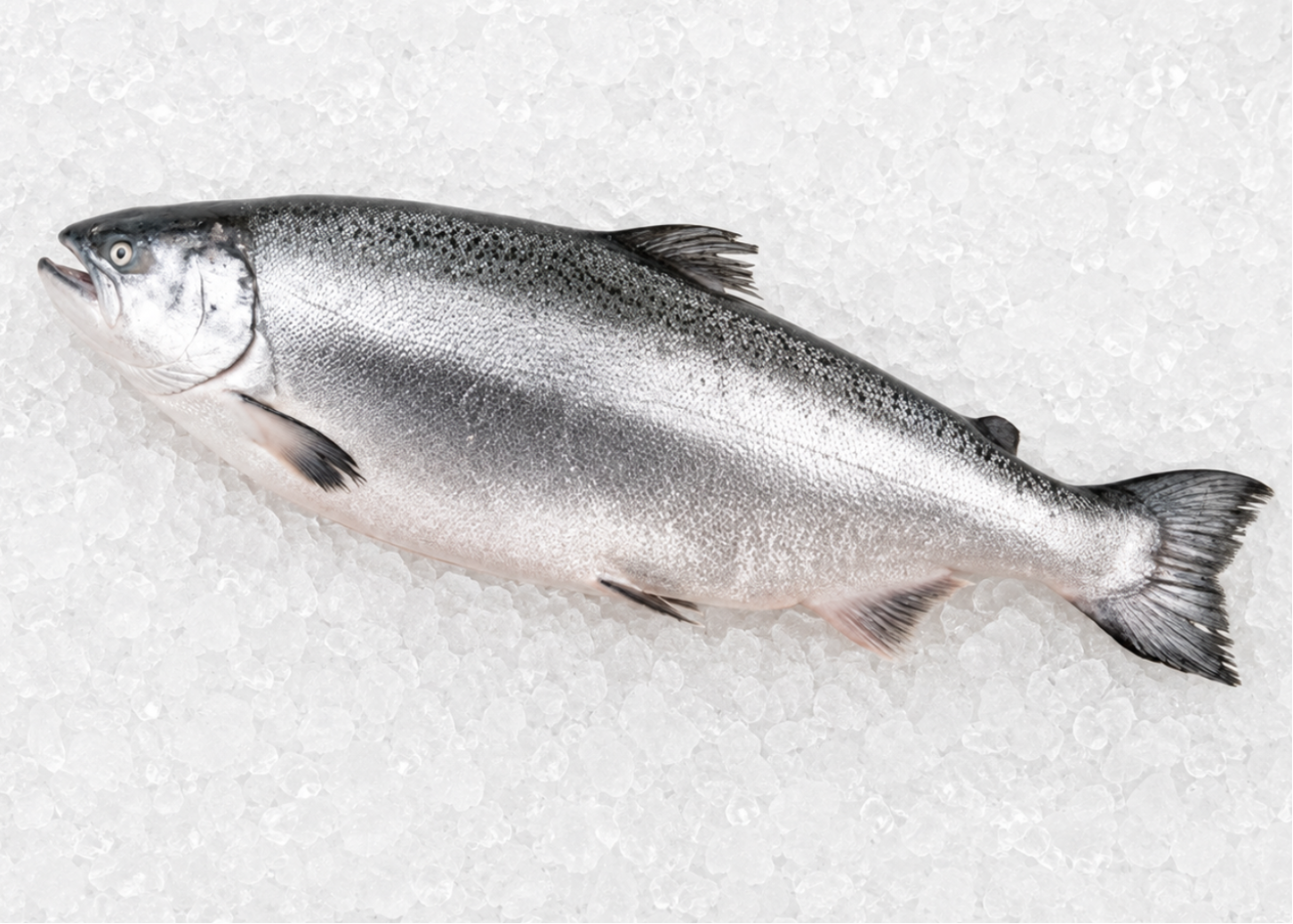 Ora King Salmon