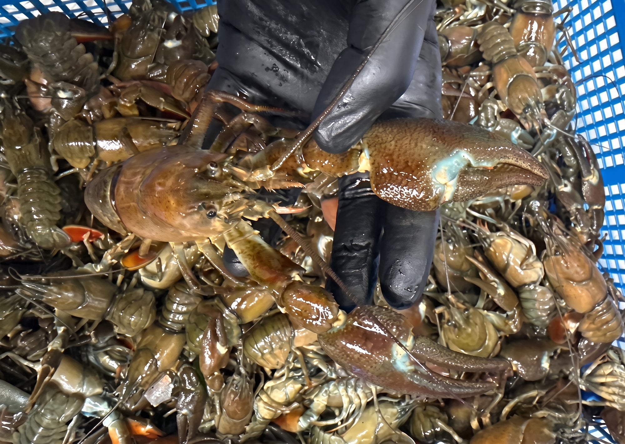 Live European Crawfish