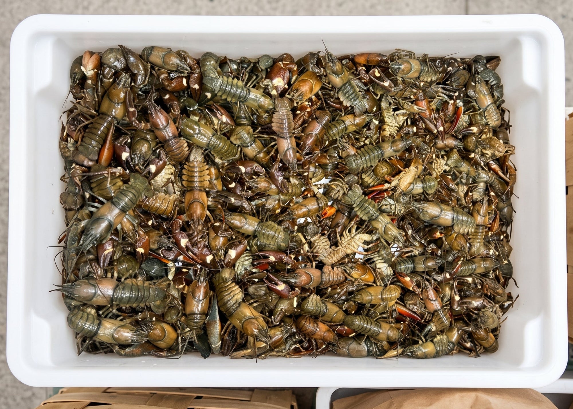 Live European Crawfish