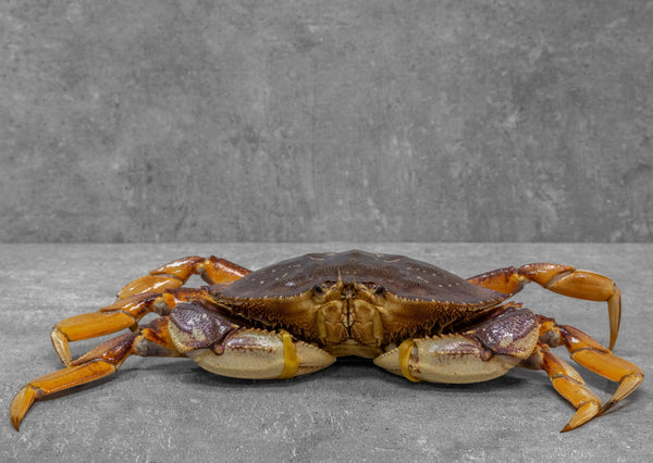 Live Whole Jumbo Dungeness Crab 2 lb up