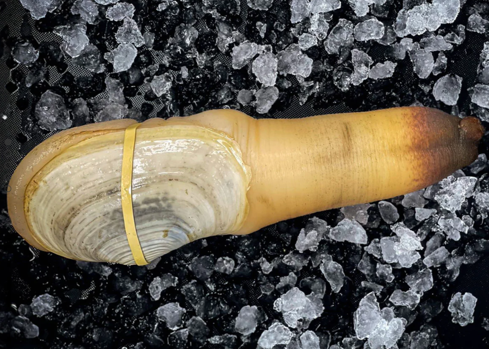 Whole Live Goeduck (2 LB Average)