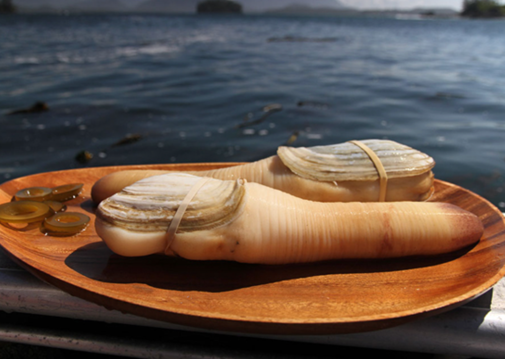 Fresh Goeduck Meat (from 1 LB Average Geoduck)