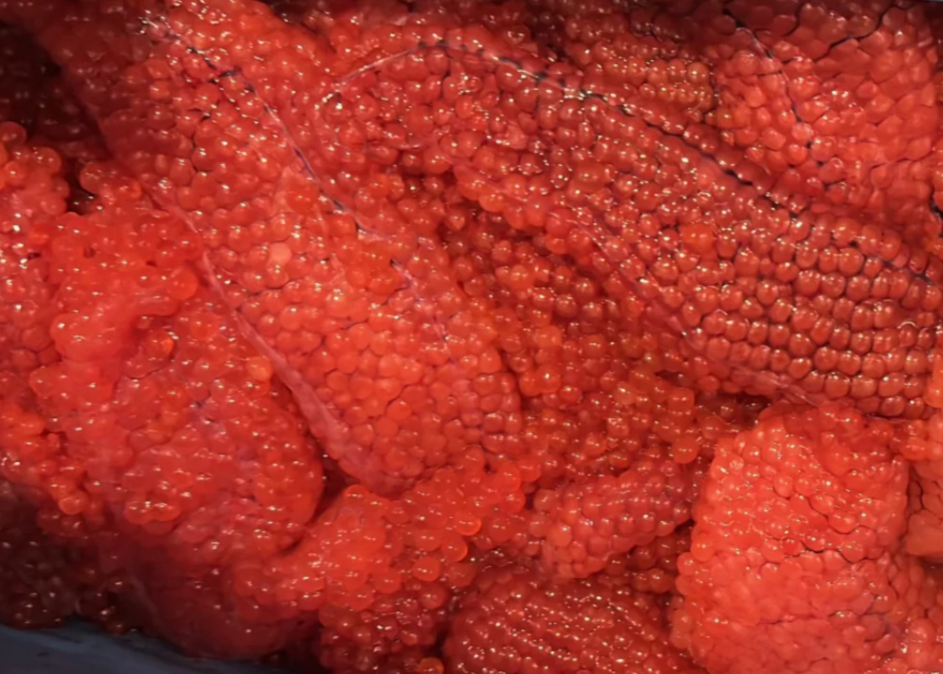 Œufs de saumon kéta frais non salés