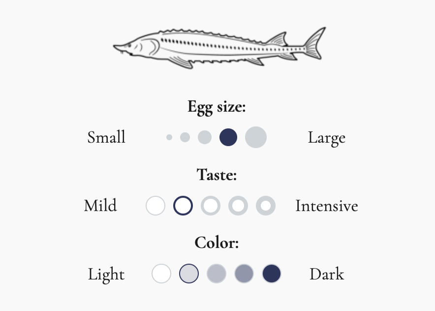 Caspian Osetra Gold Caviar (Georgia)