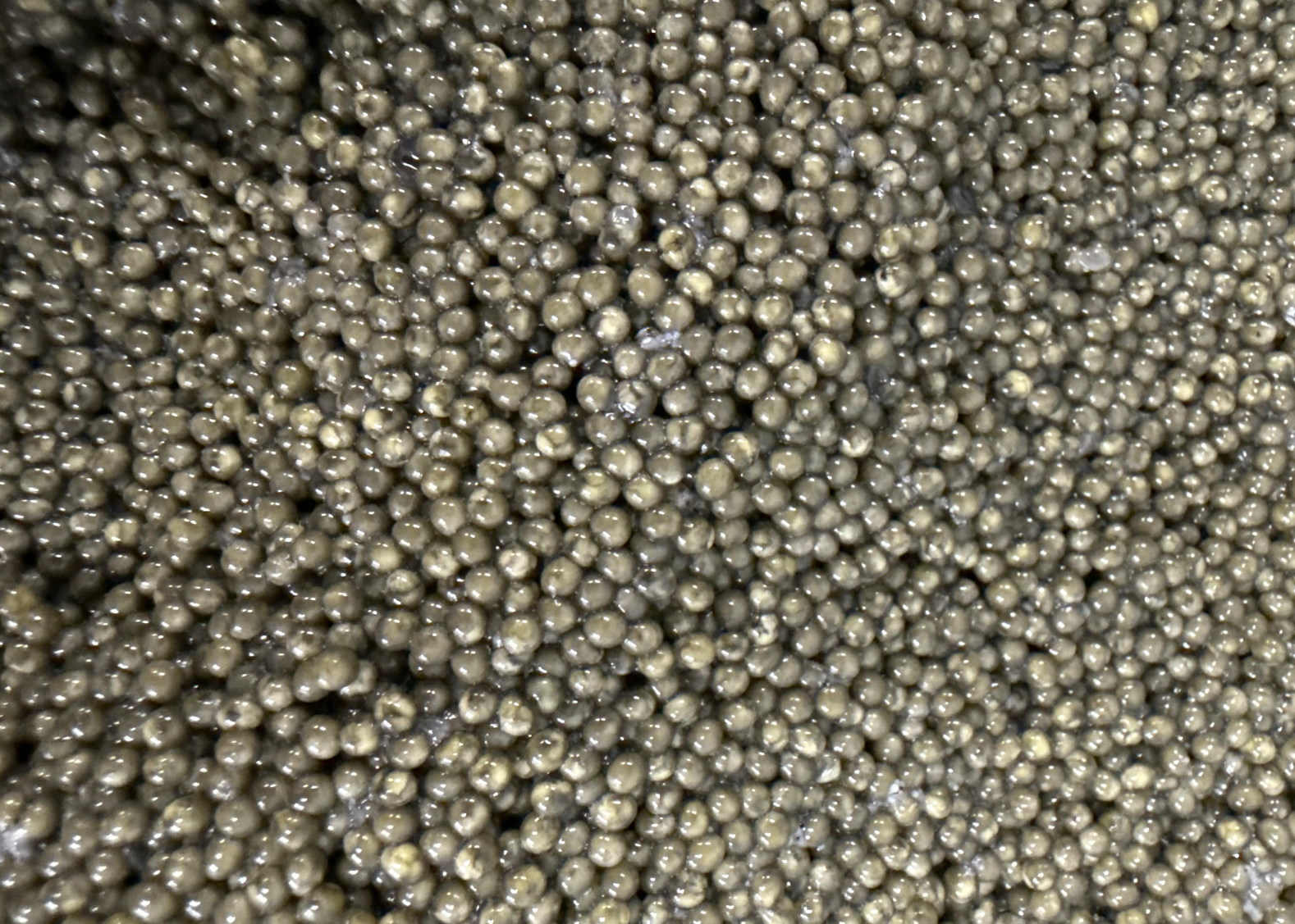 Premium Paddlefish Black Caviar - 8 oz and 16 oz