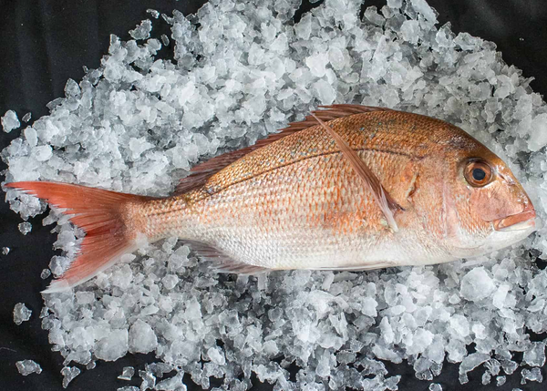 Fresh Thai Snapper Whole 2 lb Average - CAVIARMAN GOURMET