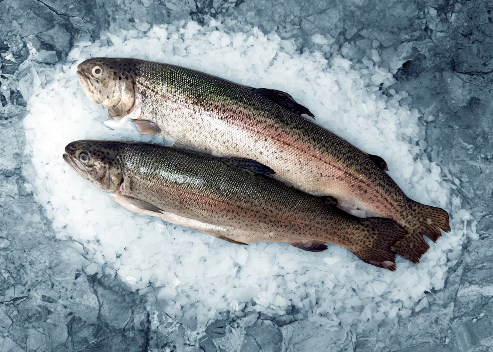 Fresh Whole Trout 5 lb Average