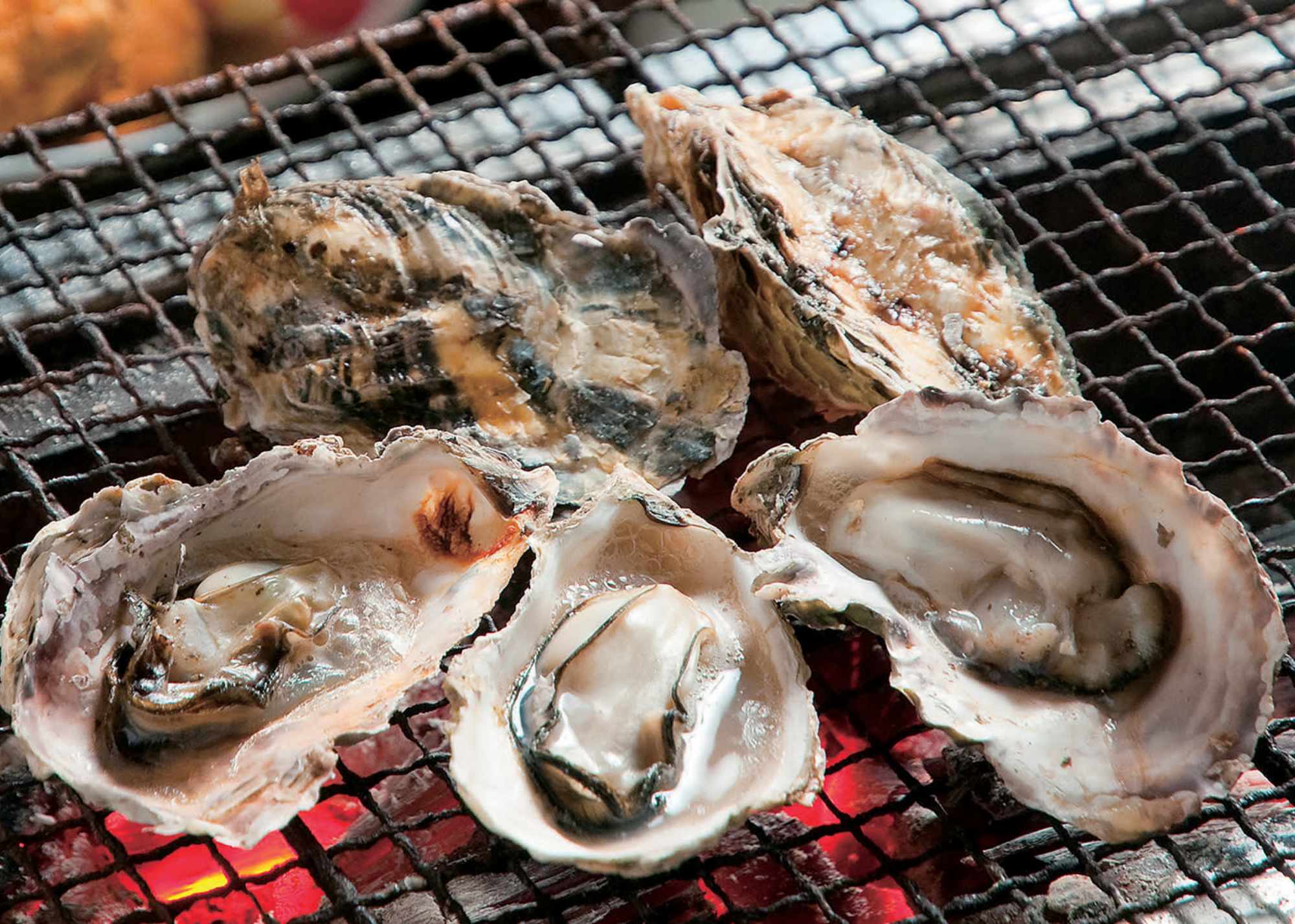 Live Oysters - Taylor Shellfish Selection