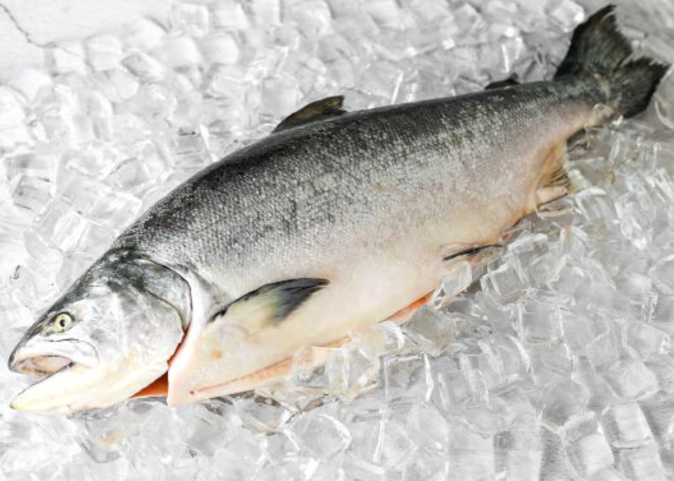 New Zealand Fresh Ōra King Salmon