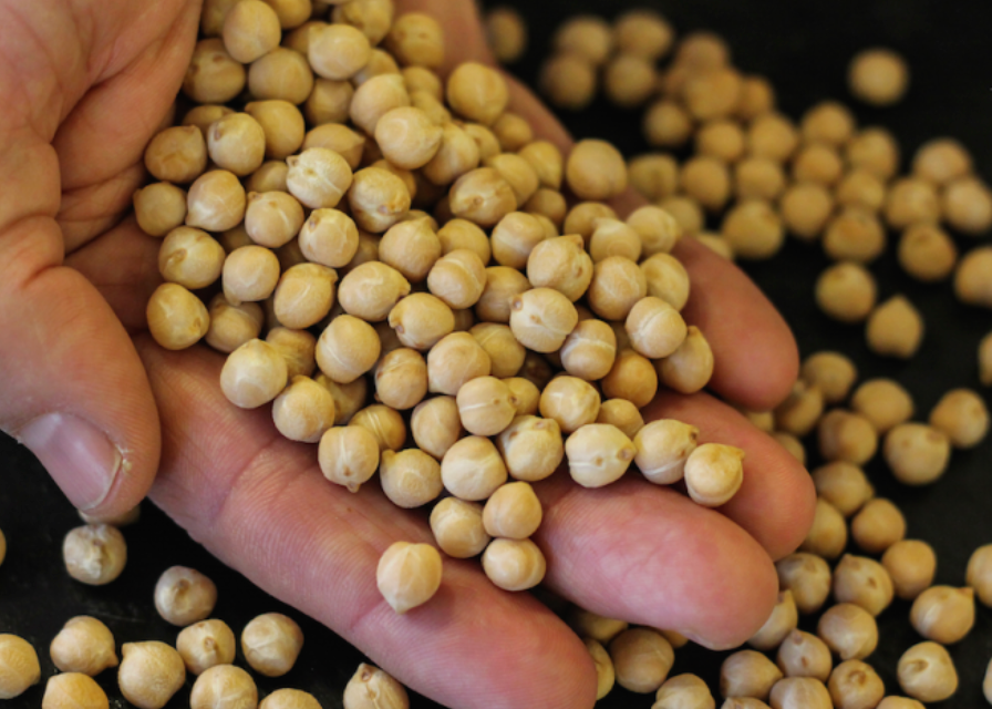Catedral Legumes