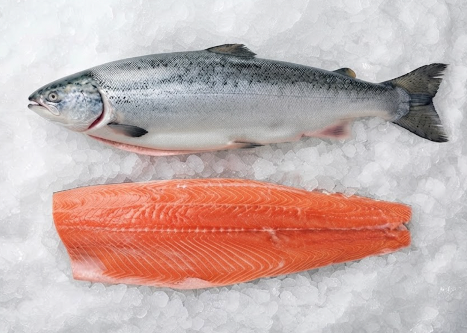 Fresh Wild King Salmon Whole, Steaks, Fillet (10-12 lbs Average)