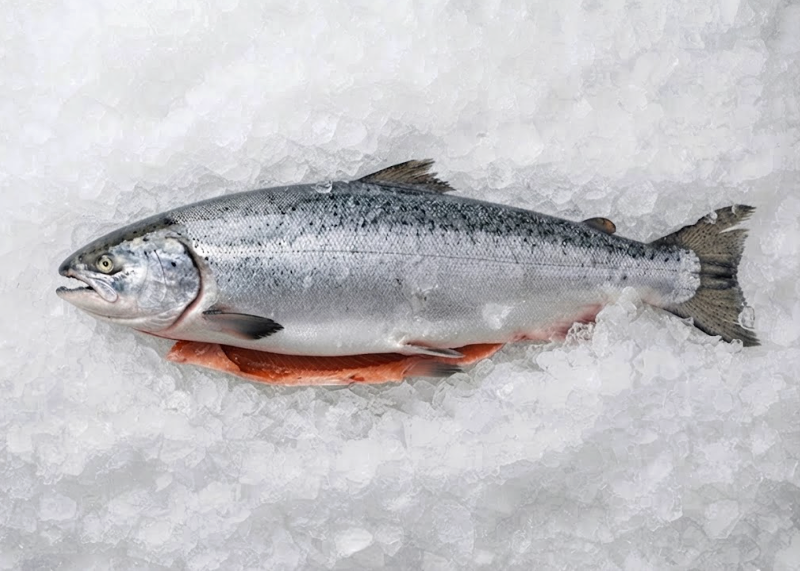 Fresh Wild Net King Salmon Whole Gutted (8-10 LBS Average)