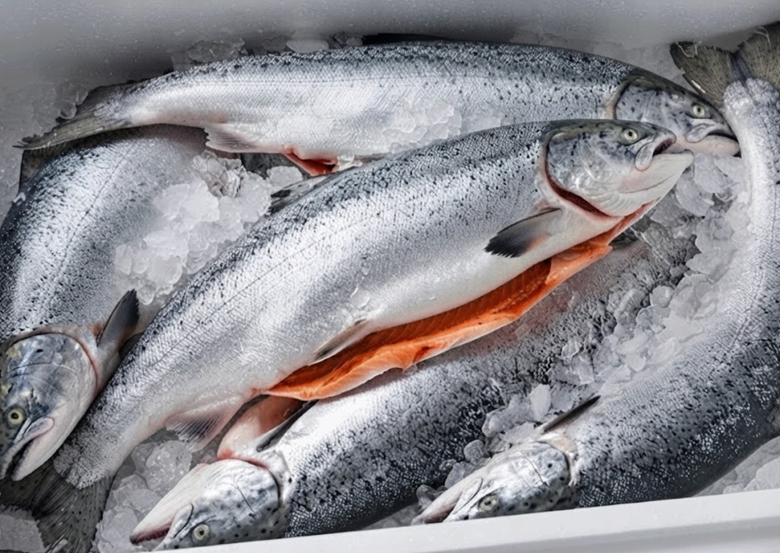 Fresh Wild Net King Salmon Whole Gutted (8-10 LBS Average)