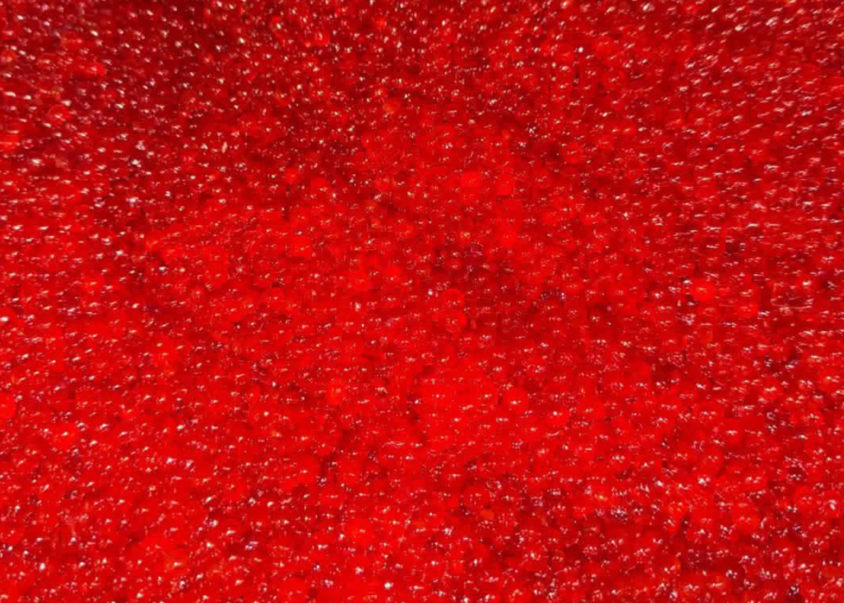 King Salmon Loose Eggs (for Bait) 4 lbs Average