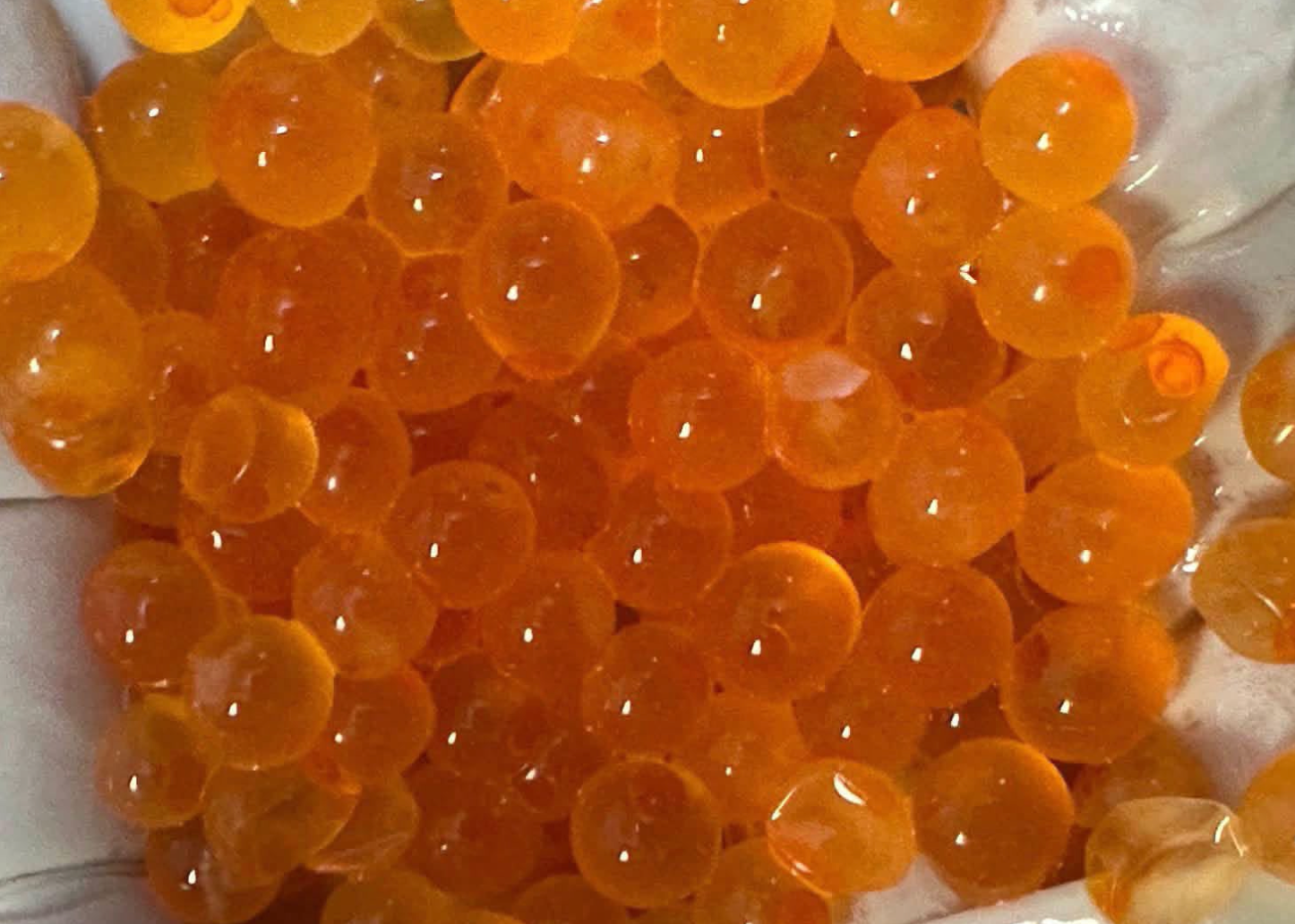 King Salmon Loose Eggs (for Bait) 4 lbs Average