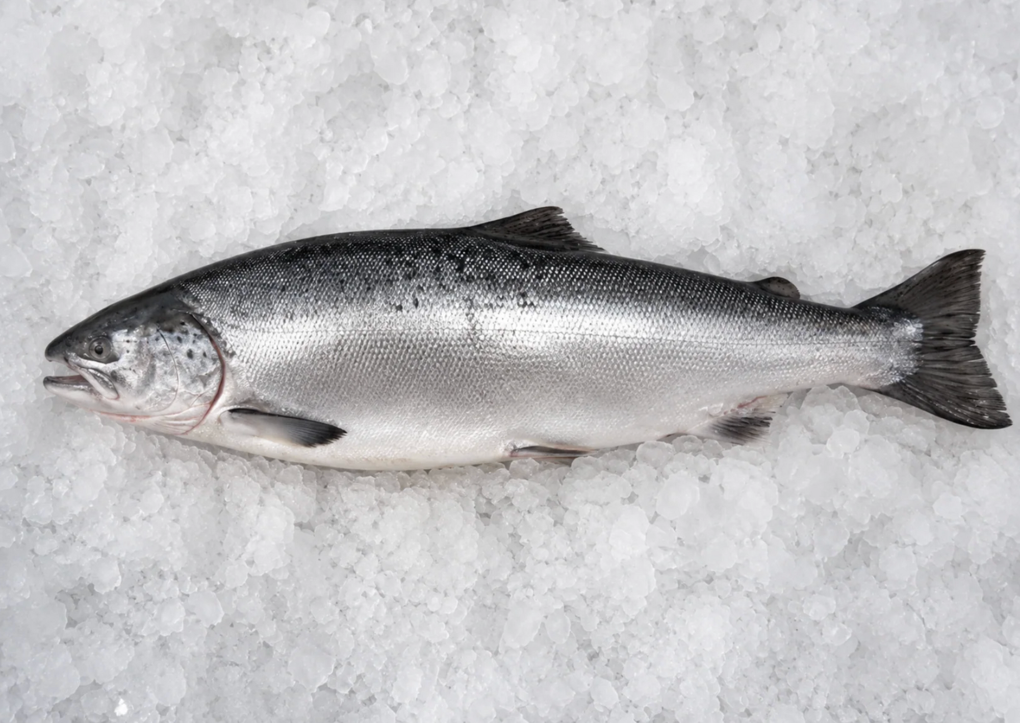 Fresh Wild King Salmon Whole, Steaks, Fillet (10-12 lbs Average)