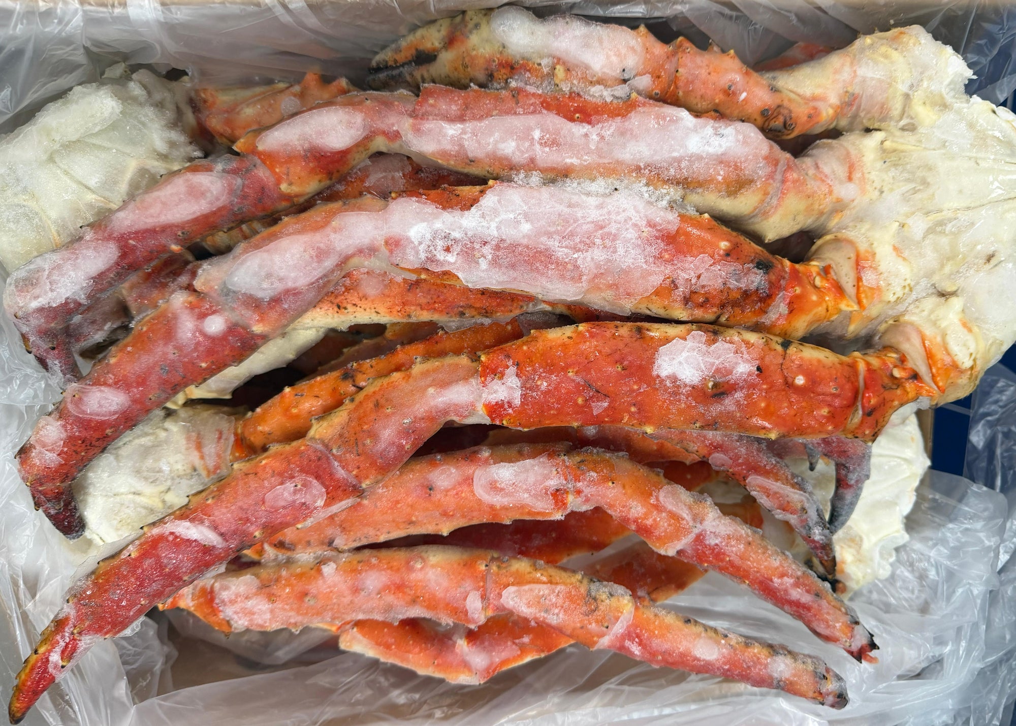 Alaskan Red King Legs