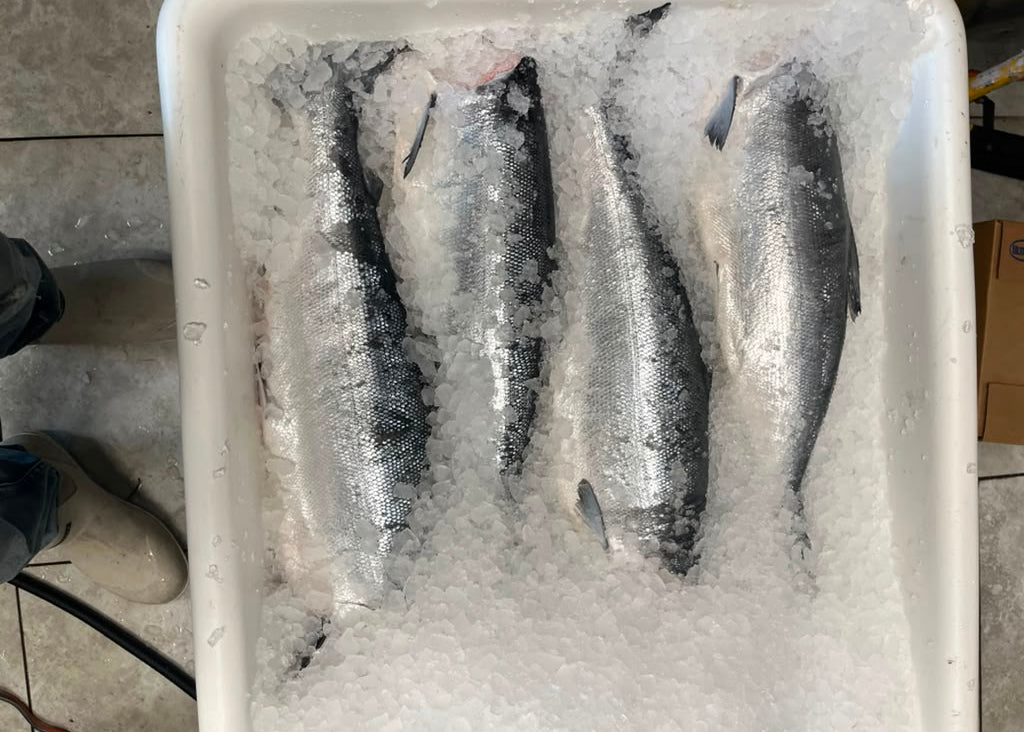 Copper River Sockeye Salmon (Whole or Fillet)