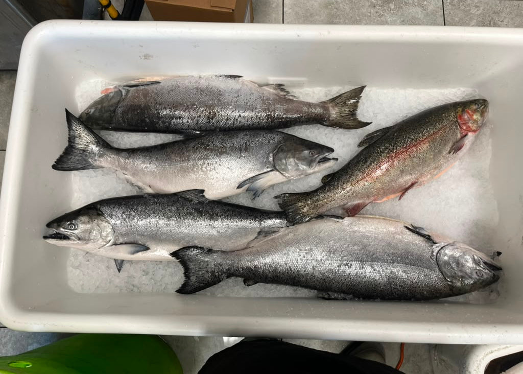 Copper River Sockeye Salmon (Whole or Fillet)